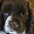 A close up of a brown and white dog 's face