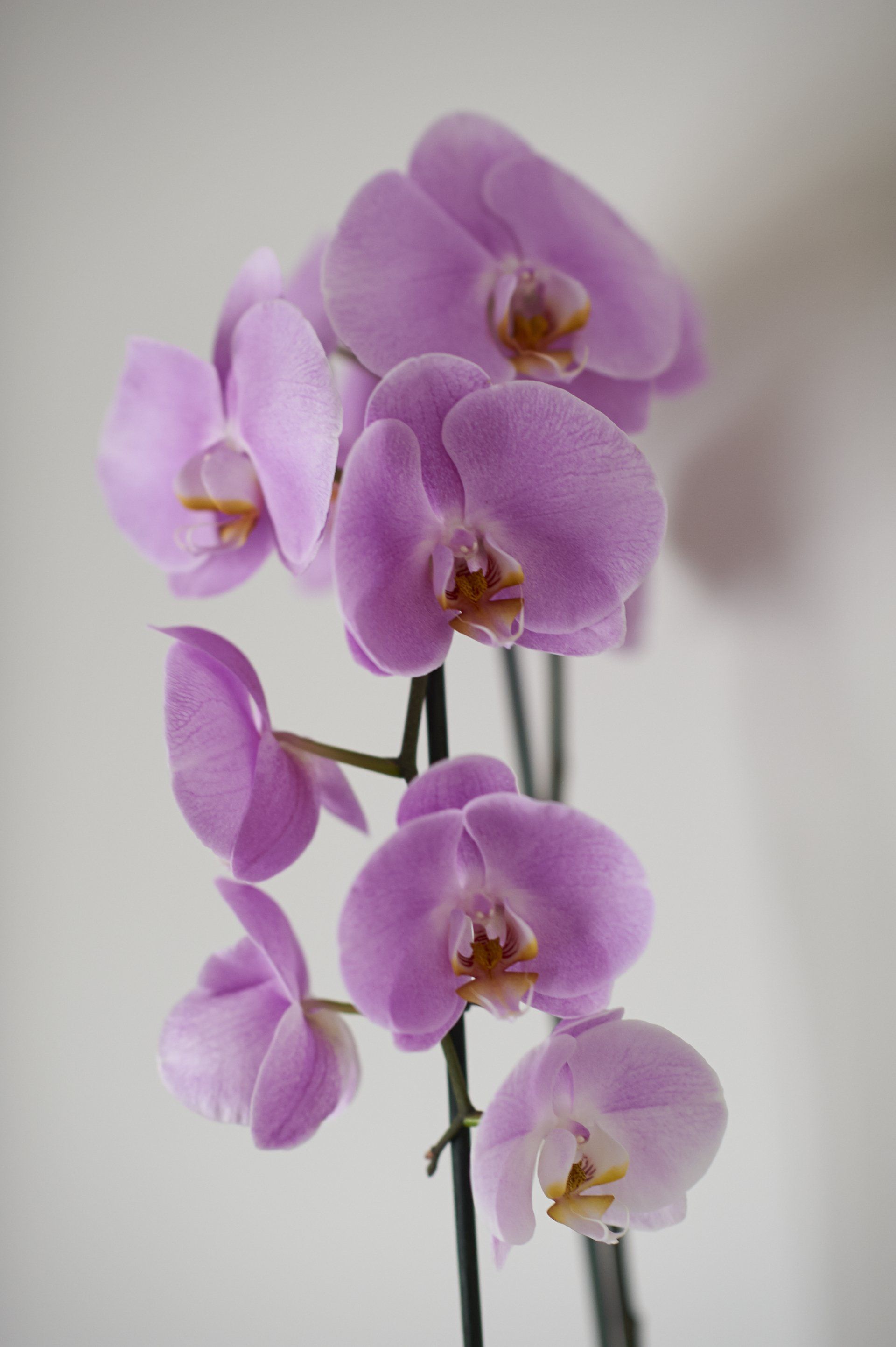 A close up of a bunch of purple orchids on a white background.