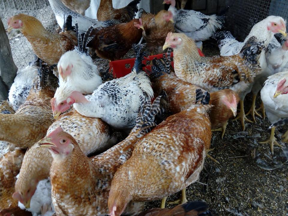 tre tacchini sul prato