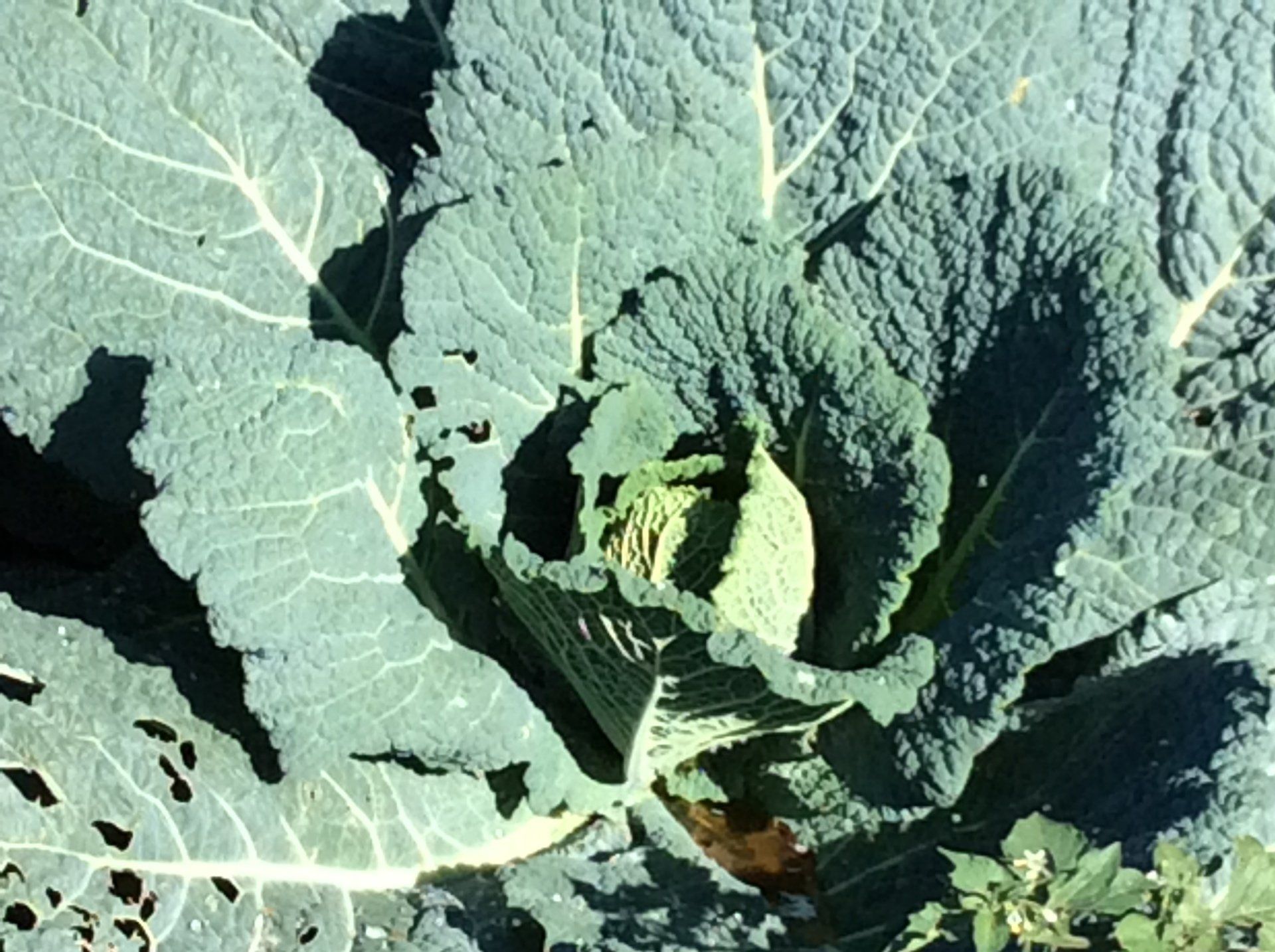 albero con mandarini acerbi e maturi