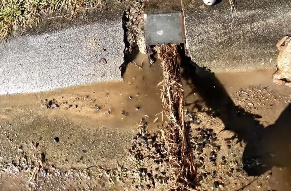 tree roots in drain