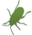 silhouette of a green silhouette of a bug on a white background