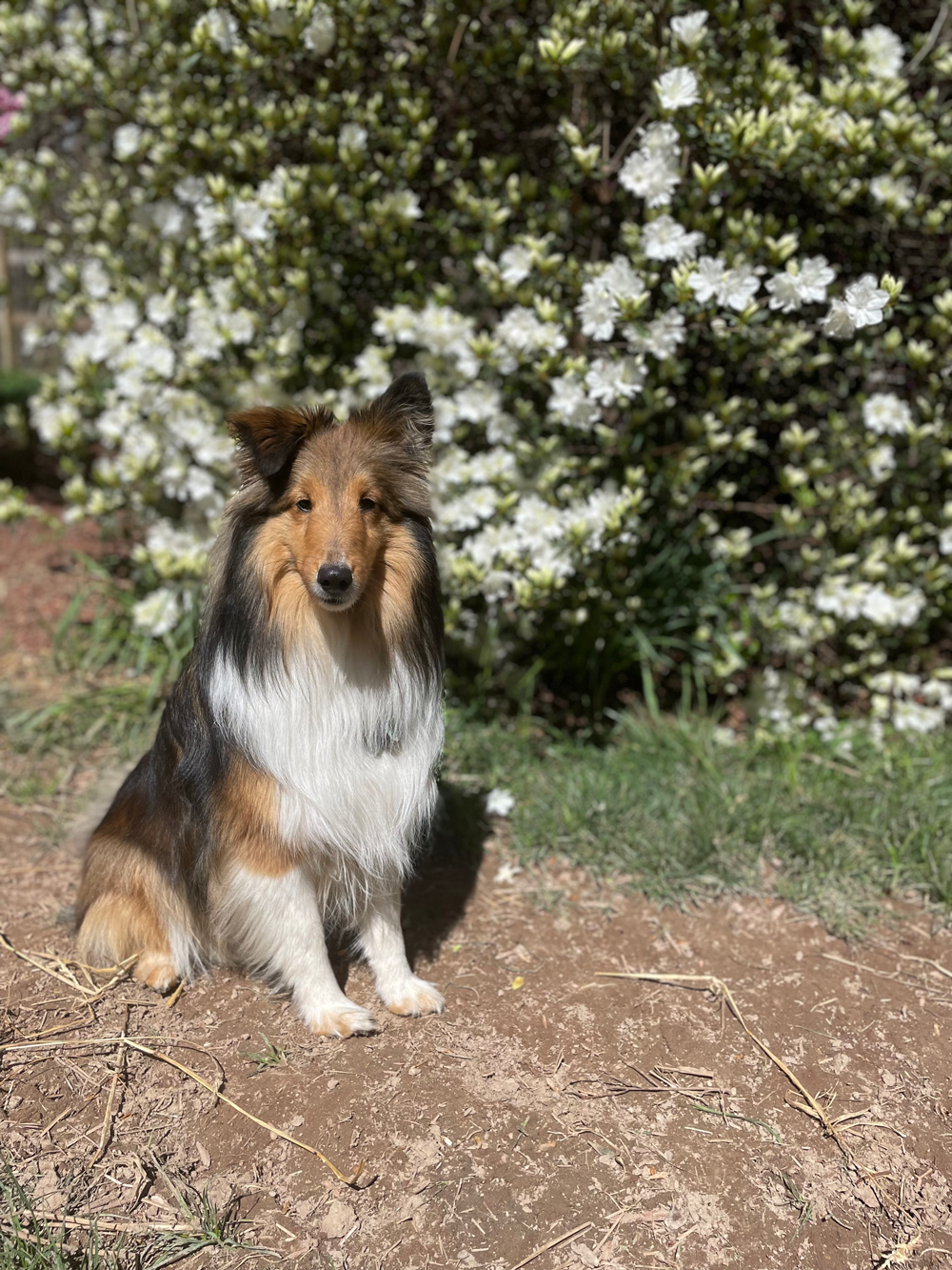 Shetland sheepdog sits on brown ground in front of a bush with white flowers.