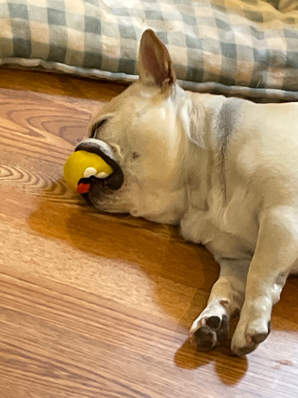 French bulldog sleeping on wood floor, mouth holding a yellow toy.
