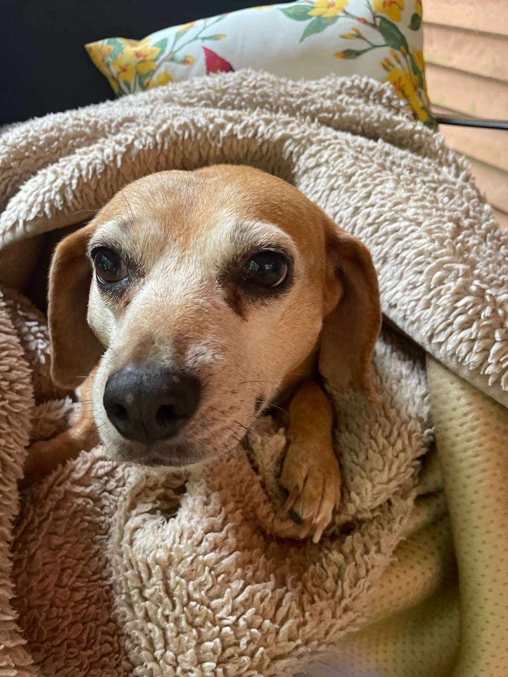 Beige dog nestled in a light brown blanket, gazing forward with a gentle expression.