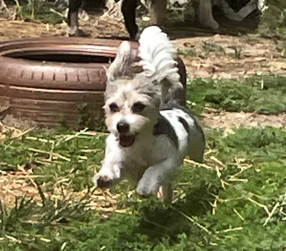 Dog with white and black fur running on grass, smiling.