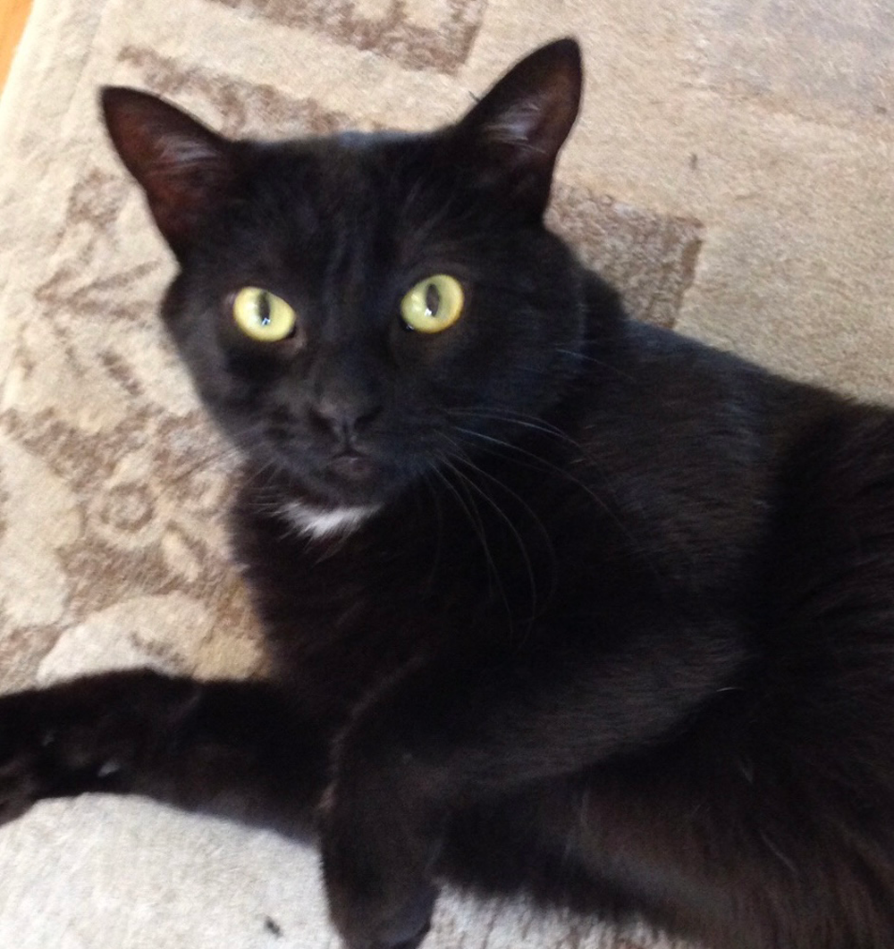 Black cat with yellow eyes lying on a patterned rug, looking towards the viewer.