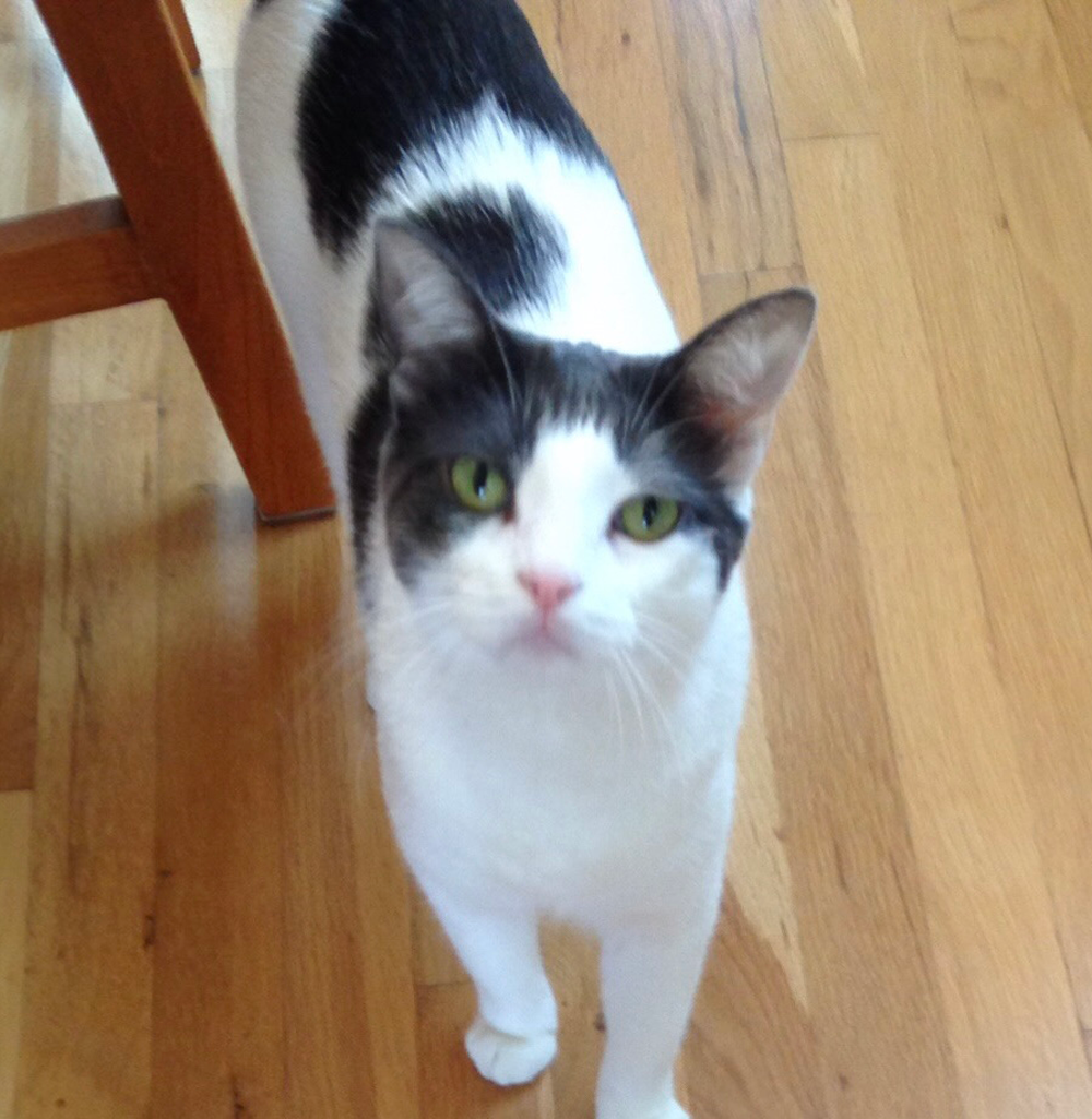 Black and white cat with green eyes stands on wooden floor.