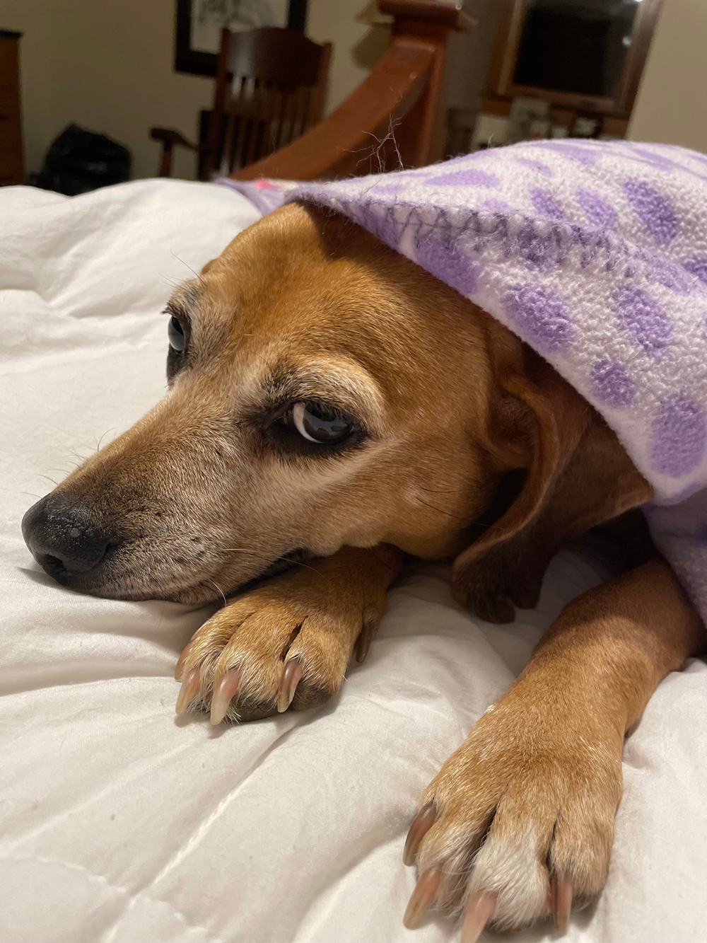 Dog resting on a bed, covered by a purple blanket; looking at the camera with a weary expression.