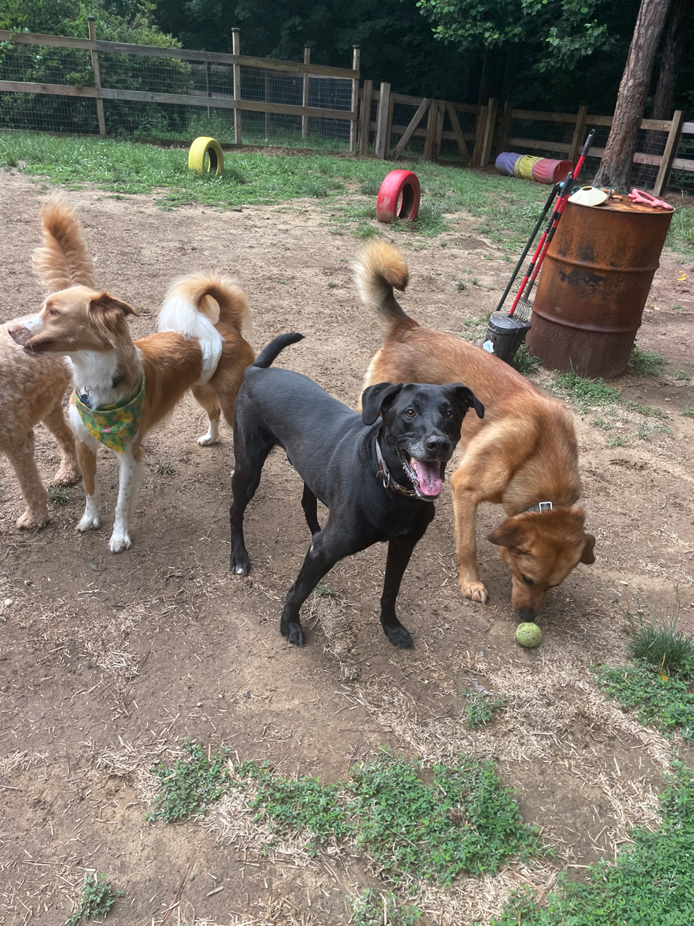 Dogs playing in a fenced yard; black dog facing the camera, others sniffing, playing, and exploring outdoors.