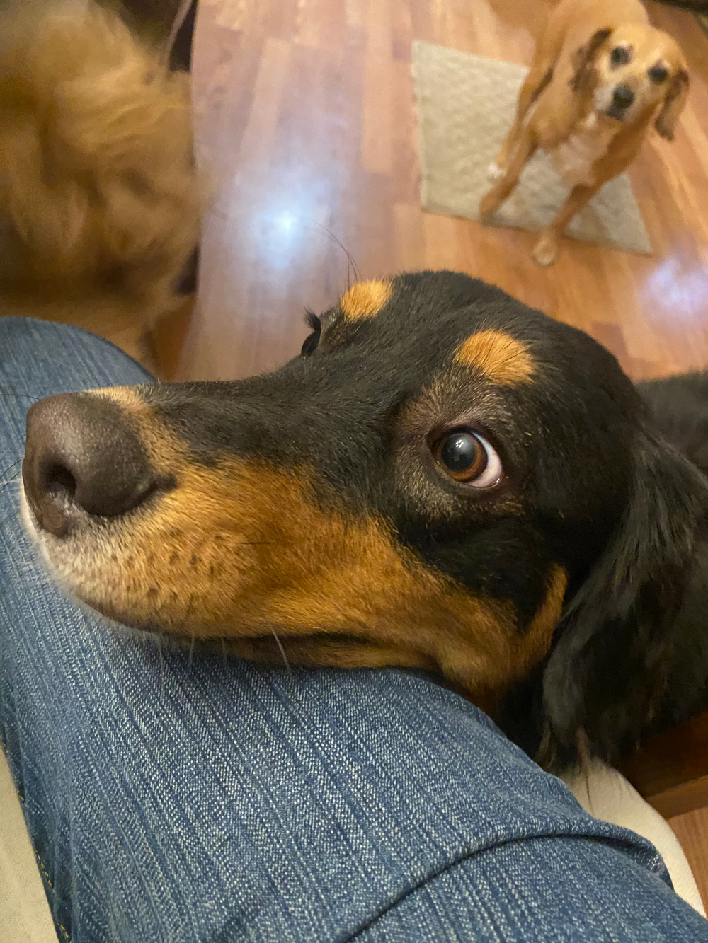 Black and tan dog resting head on lap, looking up with concerned expression, other dogs in background.