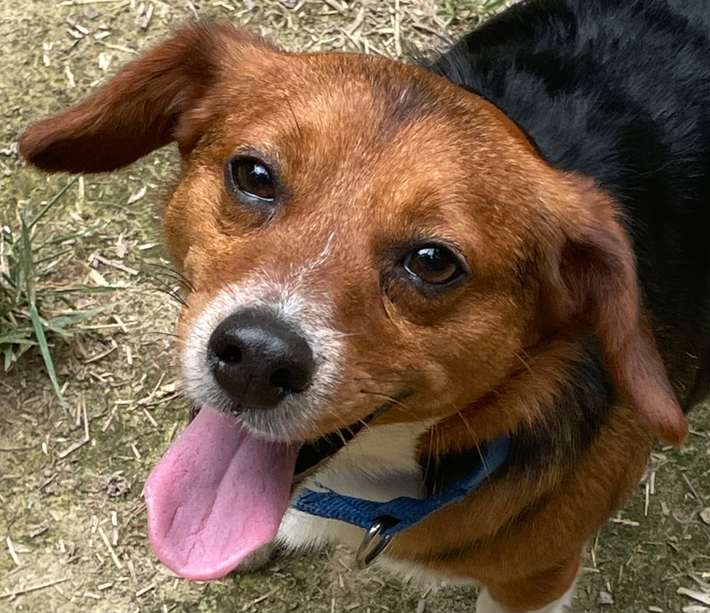 Brown and black beagle with pink tongue panting, looking up. Outdoors.