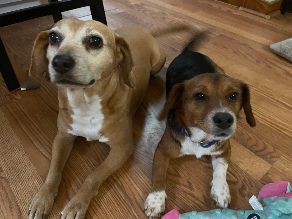 Two dogs laying on a wood floor. One is tan and white, the other is brown, black, and white.