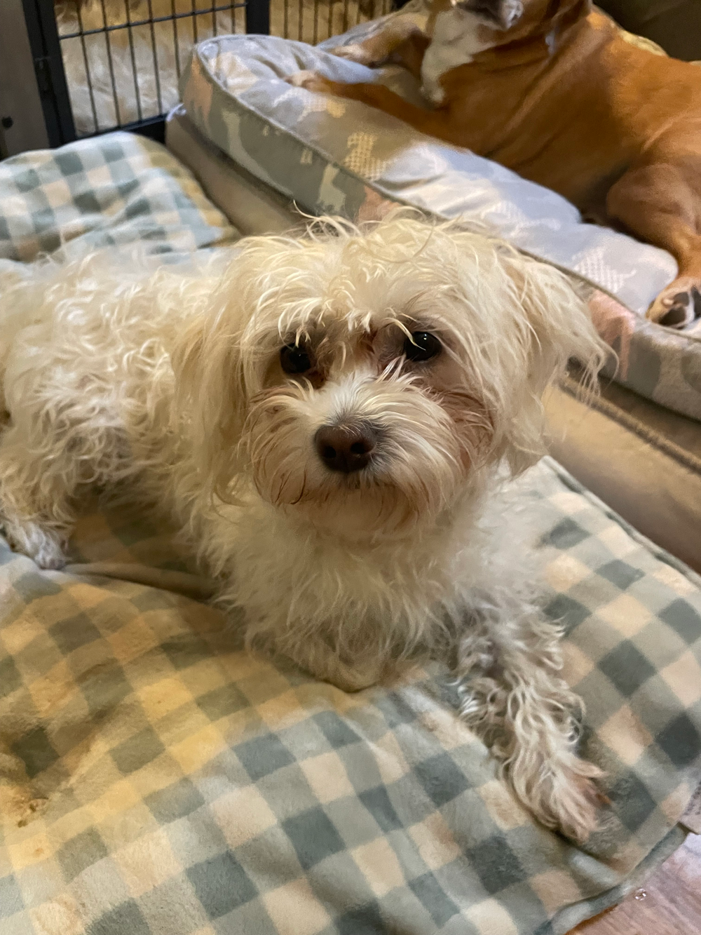 White fluffy dog laying on a checkered blanket, with another dog in the background.