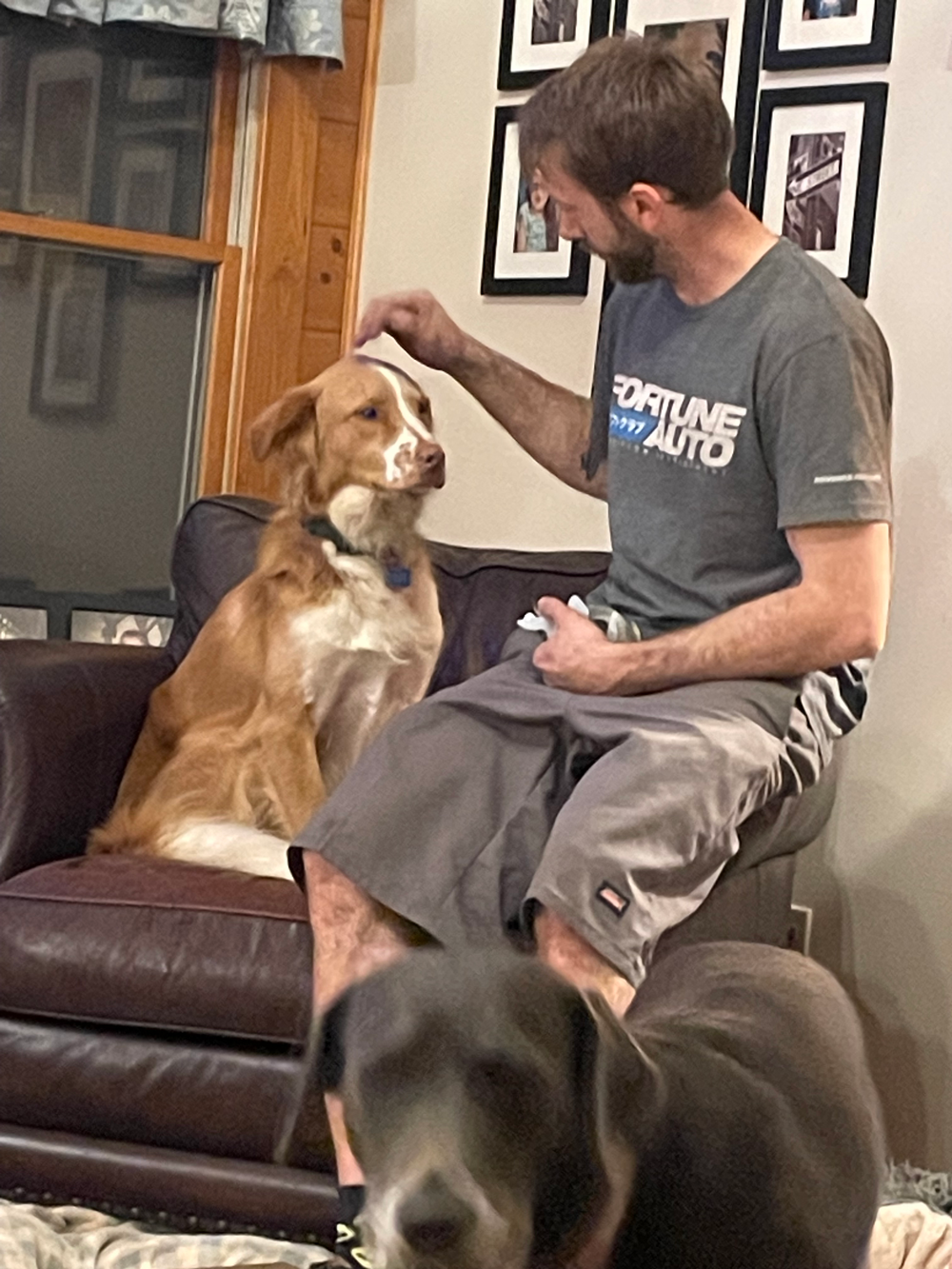 Man petting a golden-brown dog on a leather couch, with another dog in the foreground, home interior.