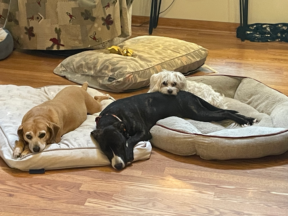Four dogs relaxing on various dog beds.