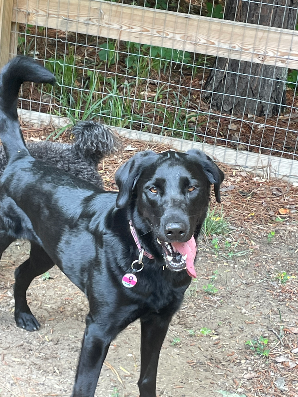 Black Labrador dog with pink collar, panting, near a wooden fence.