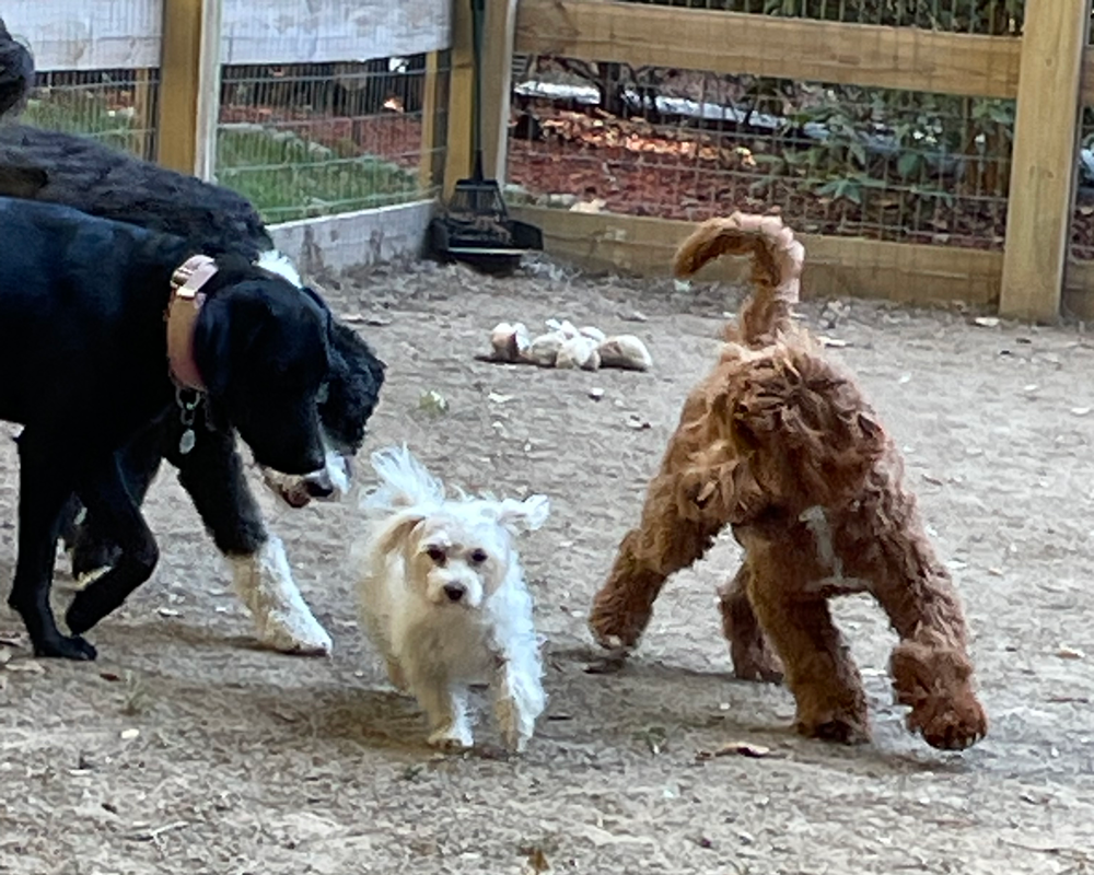 Four dogs playing in a dirt dog park; a black and white dog, a white dog, and two brown dogs.