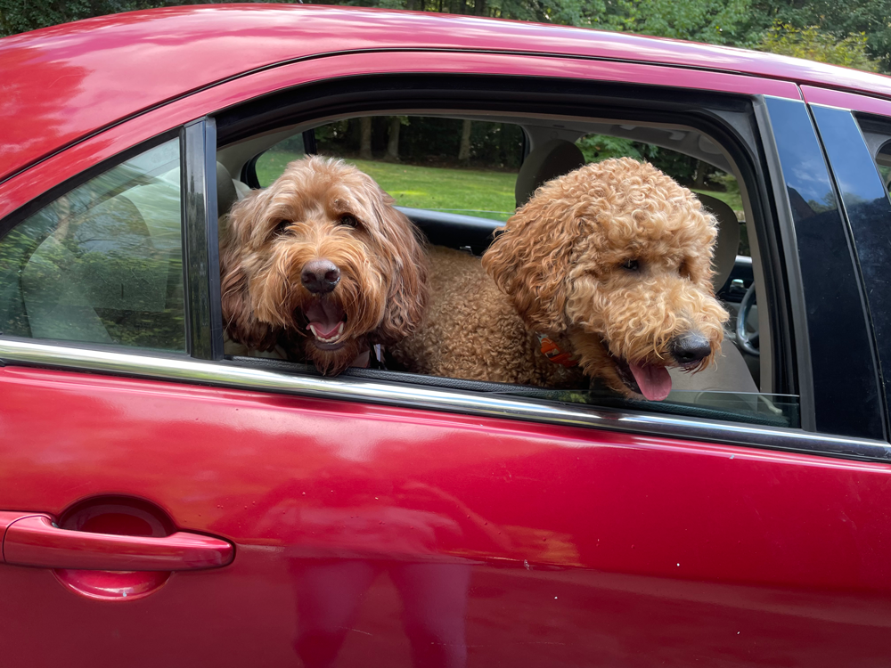 Two brown Goldendoodles in a red car, looking out the window with happy expressions.
