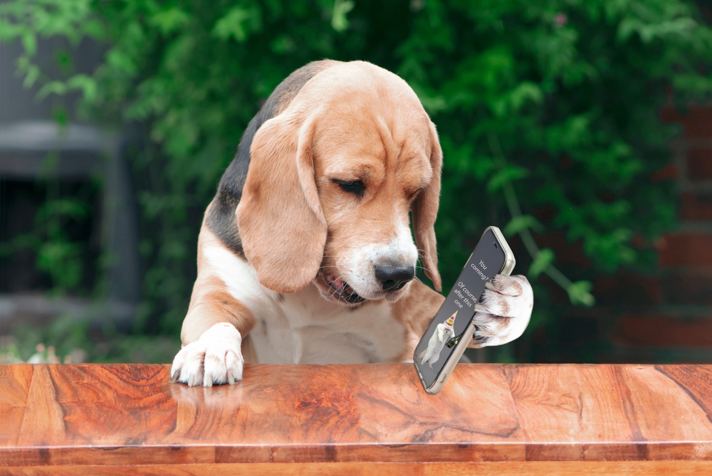 Beagle dog looking intently at a phone, paws on wooden surface outside.