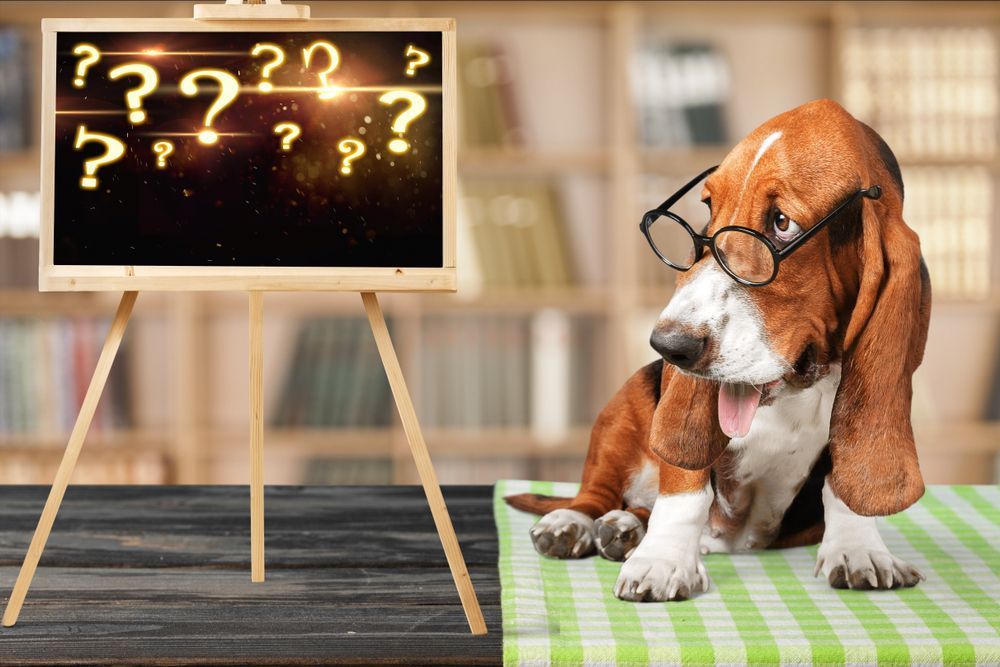 A basset hound with glasses sits by a blackboard with question marks, looking puzzled.