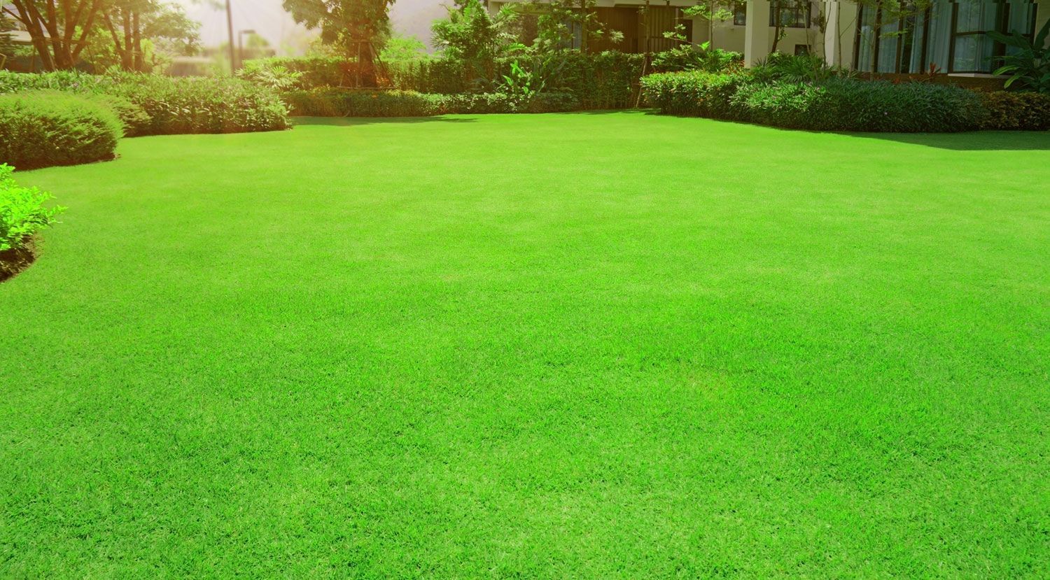 green lawn grass with curve form of bush, trees on the background in the house's garden under morning sunlight