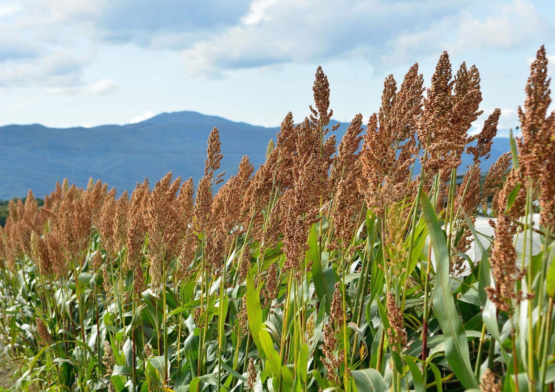 Japanese barnyard millet in autumn