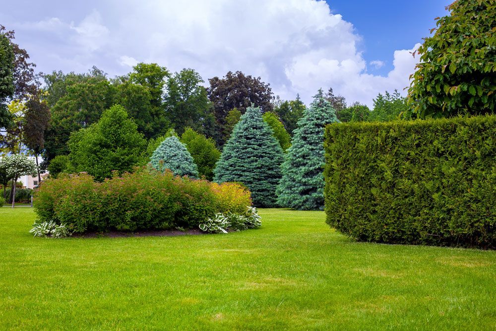 landscaped park with a garden bed and different trees and bushes on a turf lawn, evergreen and seasonal plants