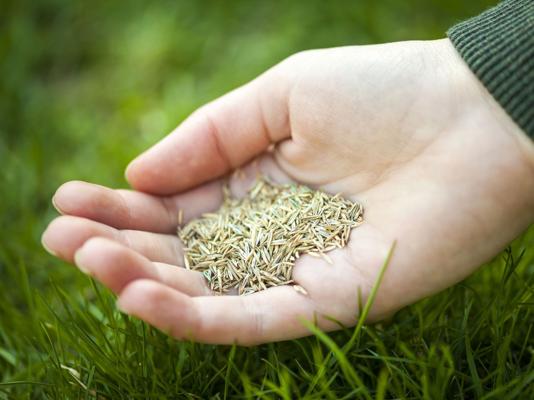 grass seed for overseeding held in hand over green lawn