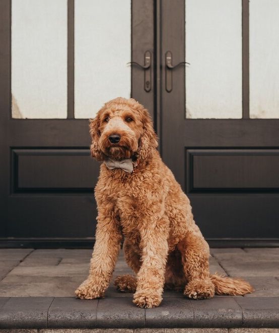 Golden-brown Goldendoodle wearing a bow tie sits in front of a black double door.