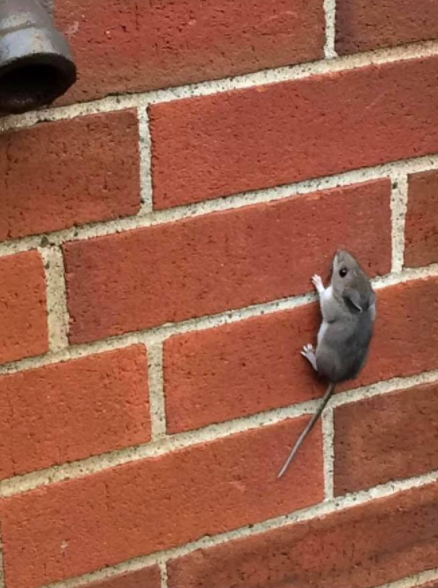 Commercial Pest Control