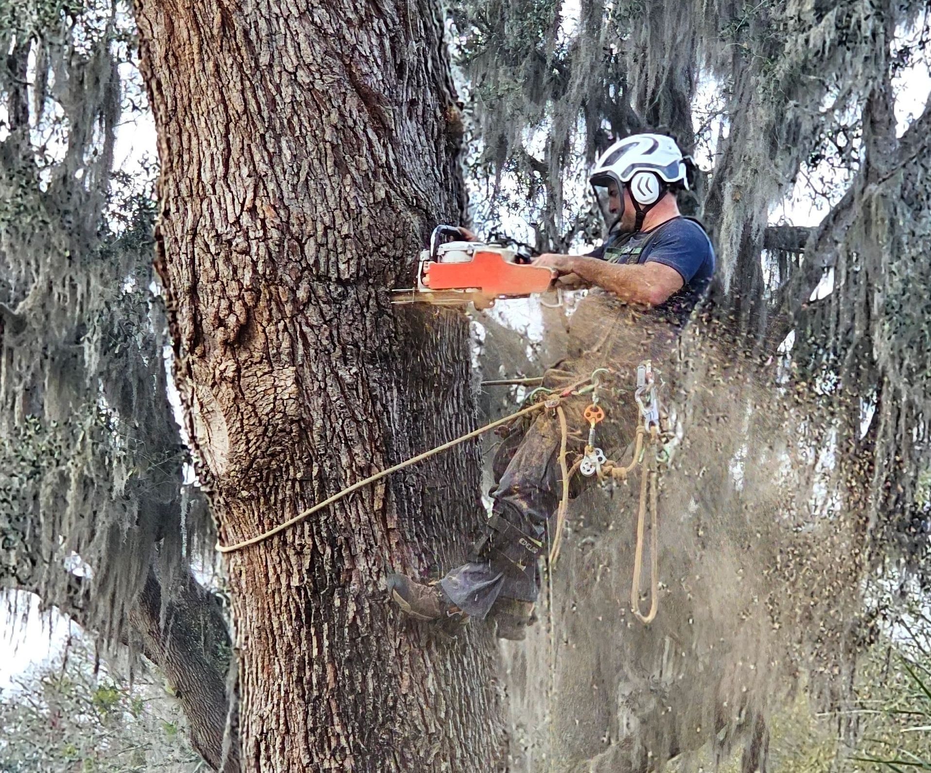 Arborist using a chainsaw while secured to a tree. Sawdust sprays as he cuts, wearing safety gear.