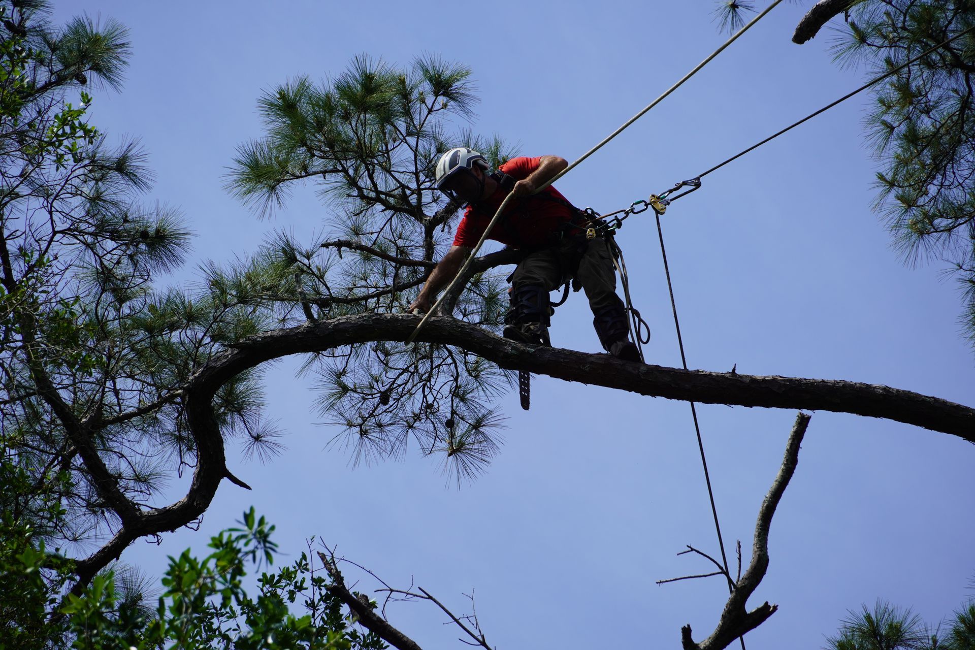Arborist in a tree, securing a rope, blue sky background.