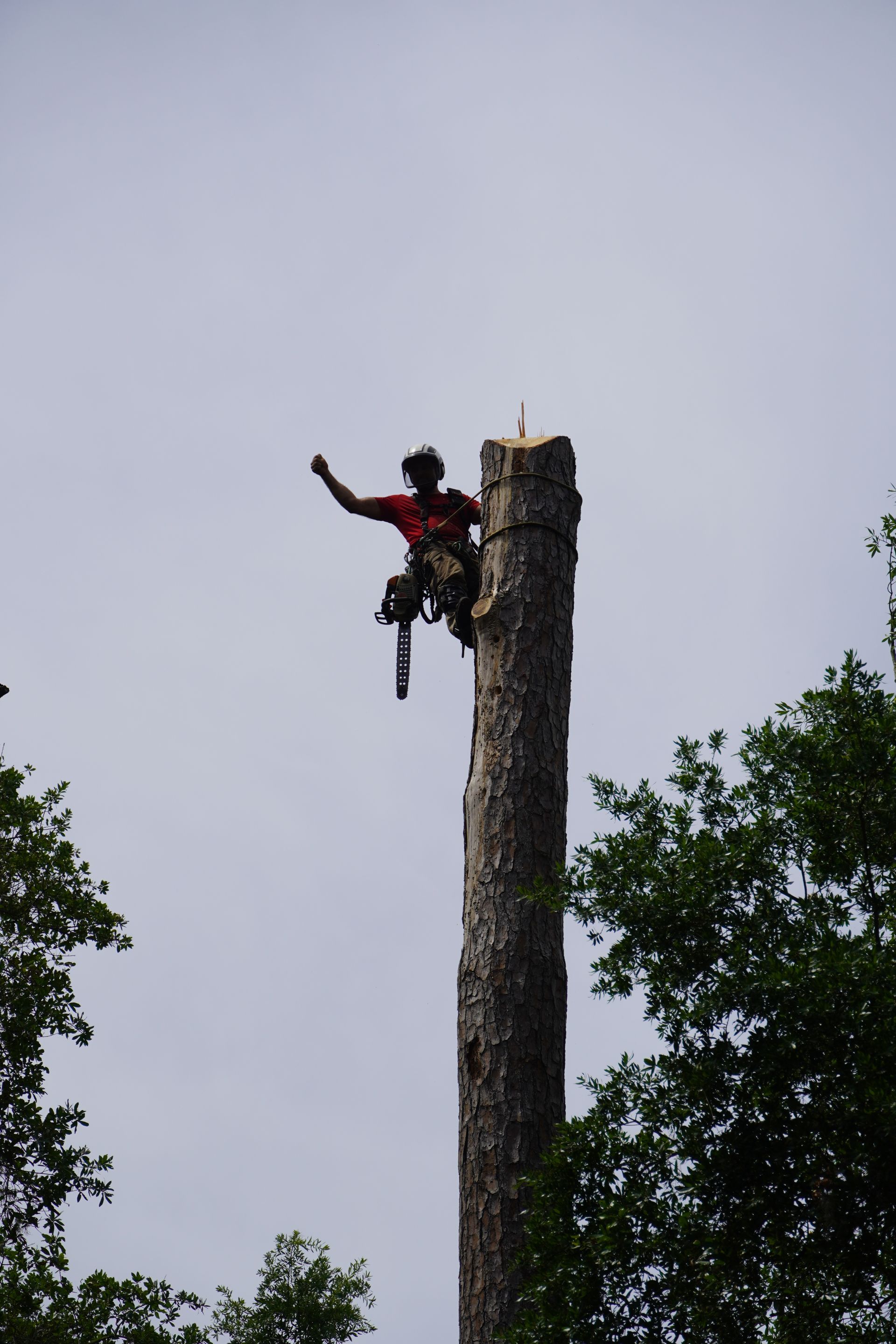 Arborist atop a tall tree trunk, raising fist in celebration; cloudy sky backdrop.