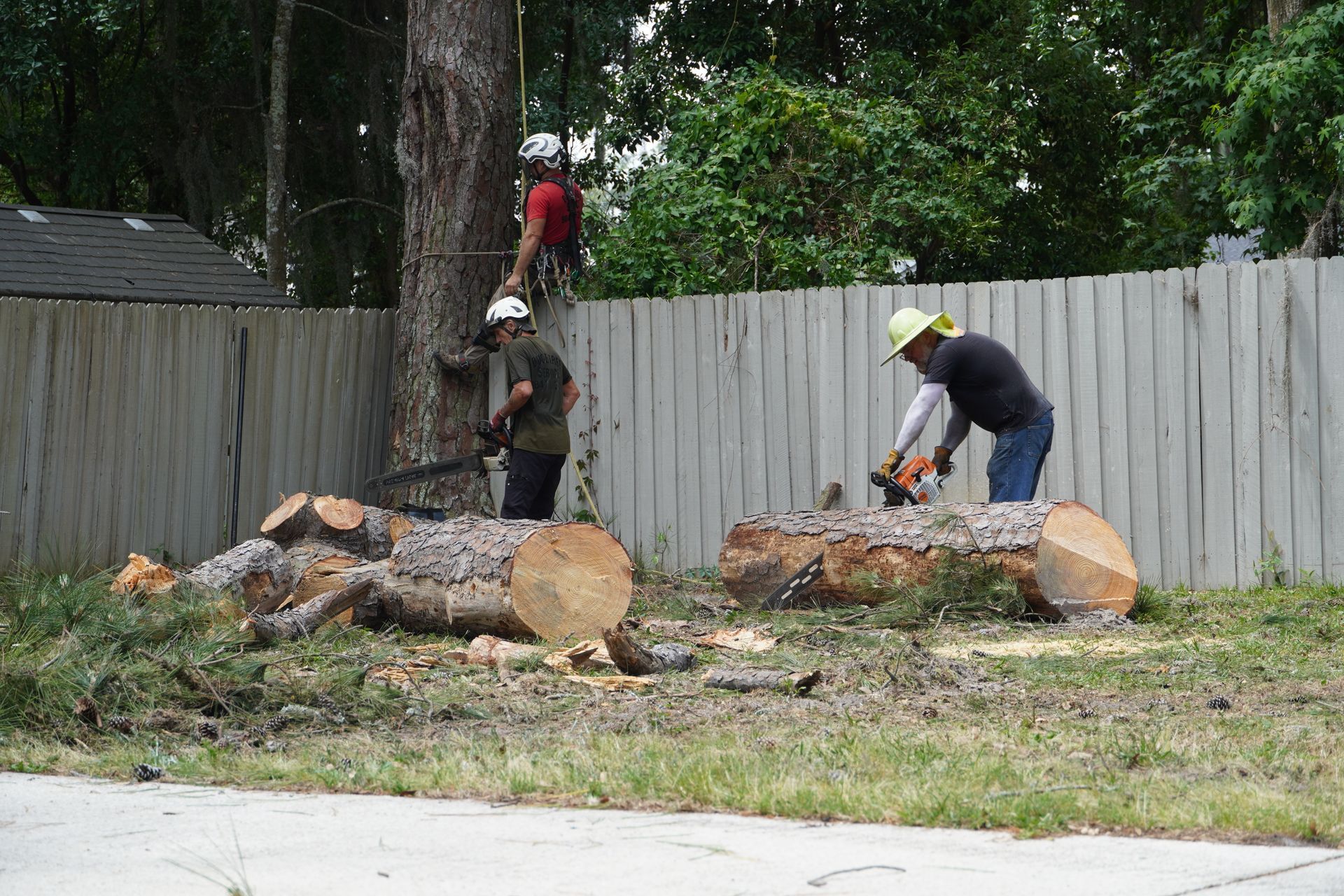 Tree removal crew cutting down a tree next to a fence. One worker in tree, two on ground with chainsaws.