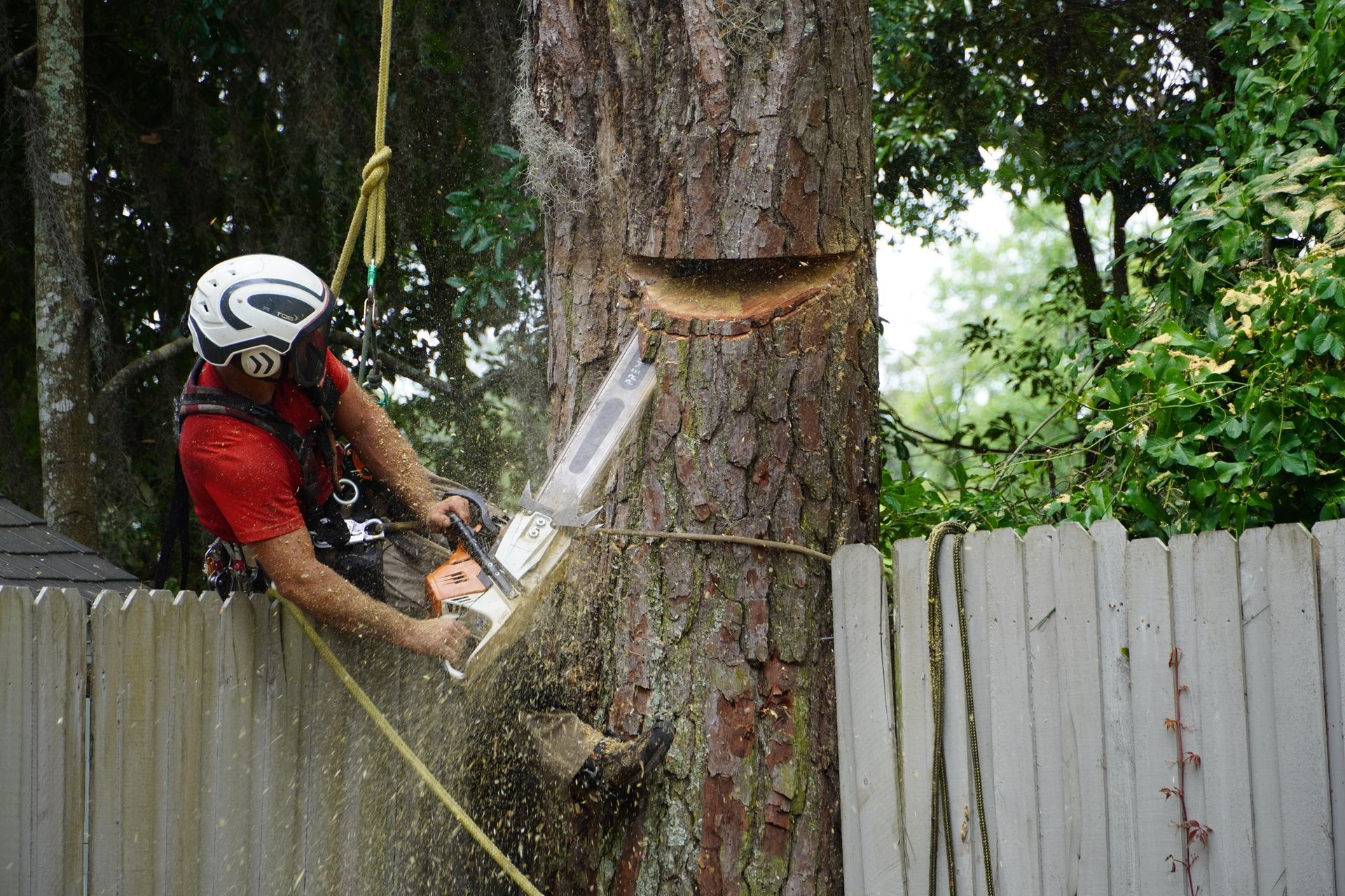 Arborist cutting a tree trunk with a chainsaw, wearing a helmet and safety harness, next to a fence.