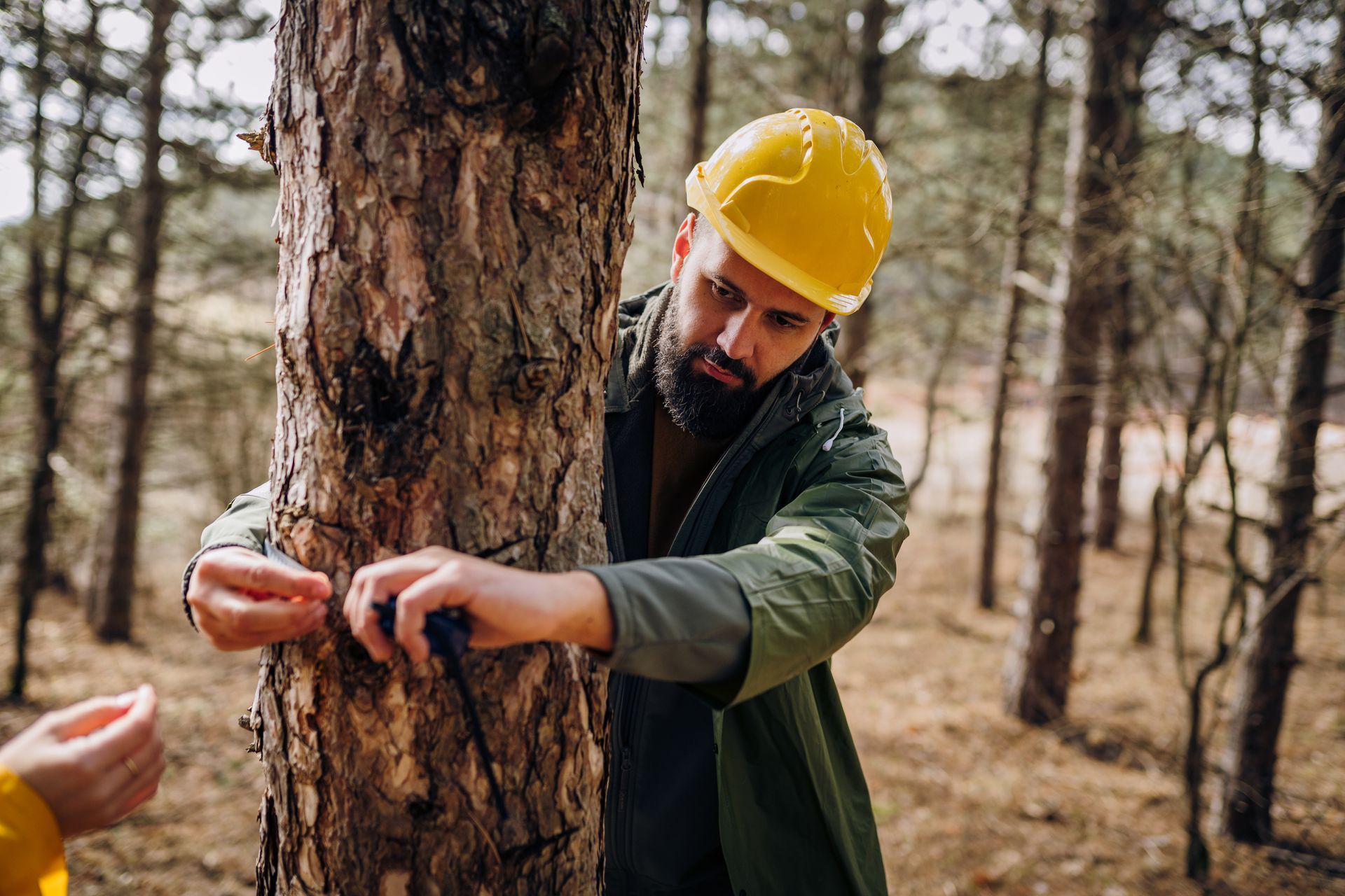 Man sawing a tree with a chainsaw - Fleming Island, FL - Duce Tree Service Man sawing a tree with a chainsaw - Fleming Island, FL - Duce Tree Service