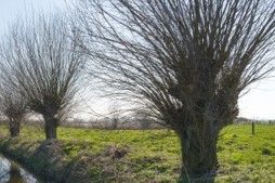 Beautiful trees with multiple trimmed branches - Fleming Island, FL - Duce Tree Service