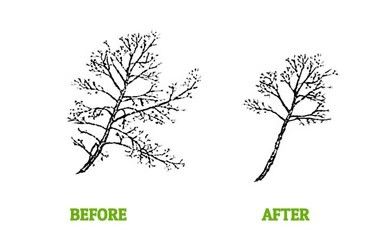 The before and after lion tailing of a tree - Fleming Island, FL - Duce Tree Service