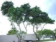 Trees were gutted - Fleming Island, FL - Duce Tree Service