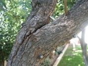 Two branches of an old tree - Fleming Island, FL - Duce Tree Service