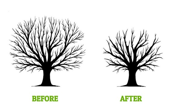 The transformation of a tree - Fleming Island, FL - Duce Tree Service