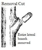 The removal of a branch - Fleming Island, FL - Duce Tree Service