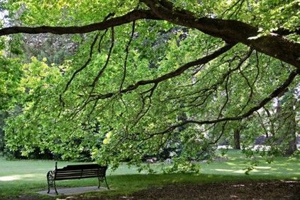 A bench under a tree - Fleming Island, FL - Duce Tree Service