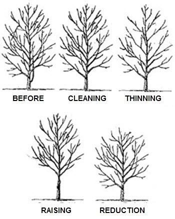 Different types of tree trimming - Fleming Island, FL - Duce Tree Service