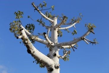 A tree reduces the length of its branches - Fleming Island, FL - Duce Tree Service