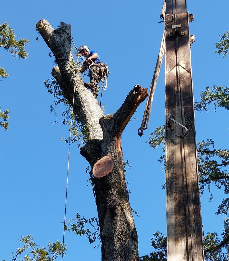 A storm damaged tree gets cut - Fleming Island, FL - Duce Tree Service