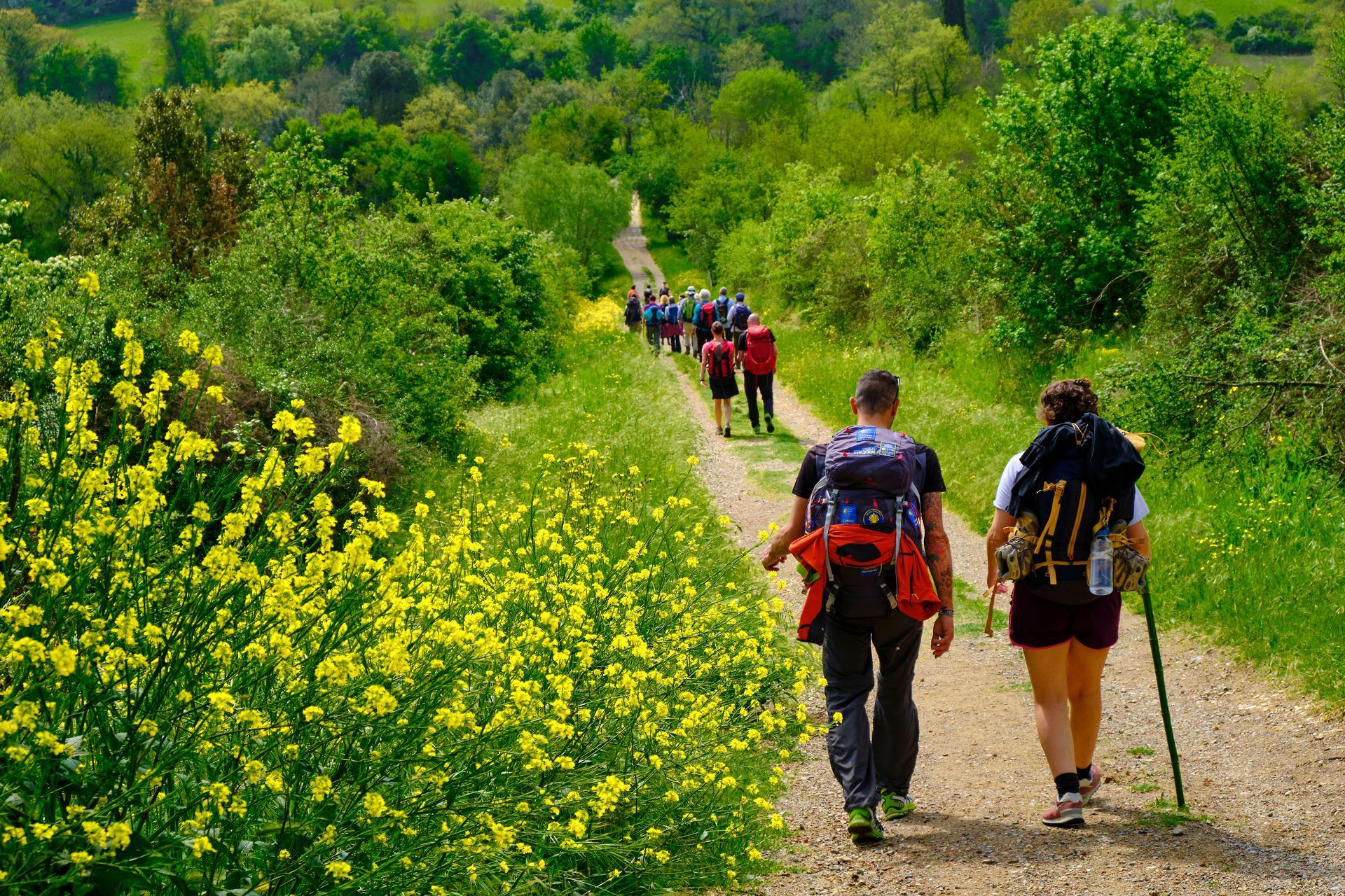 Wanderer mit Rucksäcken gehen einen Pfad entlang, der zu beiden Seiten von Bäumen und gelben Blumen gesäumt ist.
