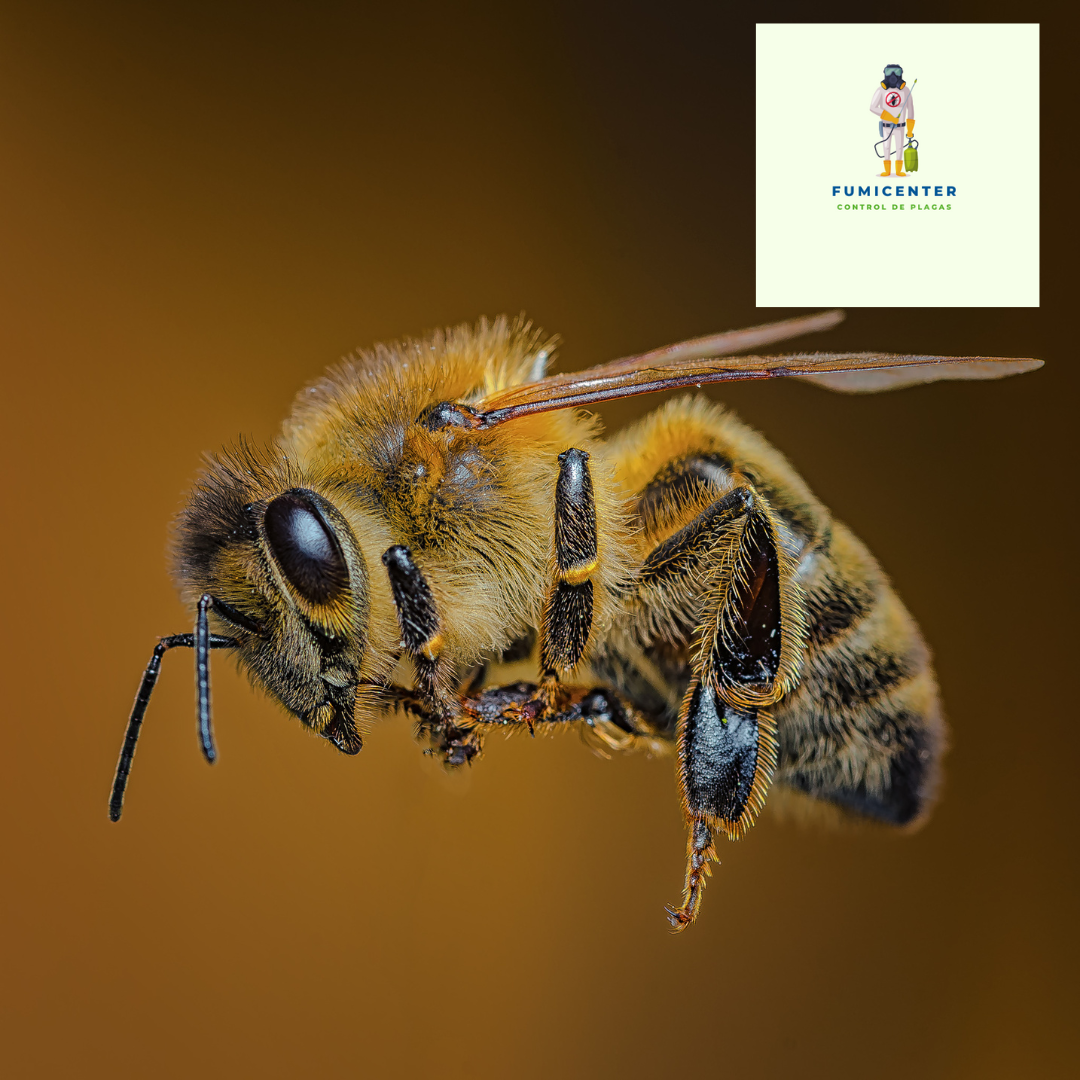 control de abejas