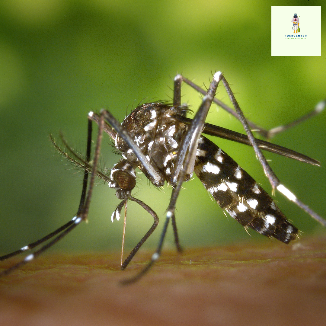 Fumigación de mosquitos